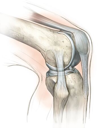 Hand drawing illustration showing human knee joint with femur, articular cartilage, meniscus, medial collateral ligament, articular cartilage, patella, kneeecap, fibula, tibia, quadriceps tendon, patellar tendonの写真素材