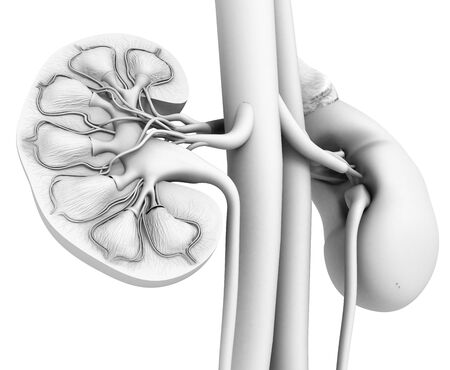 Medically 3D illustration showing cross-section of a kidney with medulla, major calyces, renal pelvi, minor calyces, cortex, ureter, inferior vena cava and descending aortaの写真素材