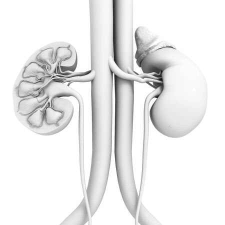 Medically 3D illustration showing cross-section of a kidney with medulla, major calyces, renal pelvi, minor calyces, cortex, ureter, inferior vena cava and descending aortaの写真素材