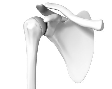 3D illustration showing human shoulder on white backgroundの写真素材