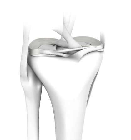 3D illustration showing knee joint with transparent femur and articular capsule, menisci and ligaments on white background, medical mock up on white backgroundの写真素材