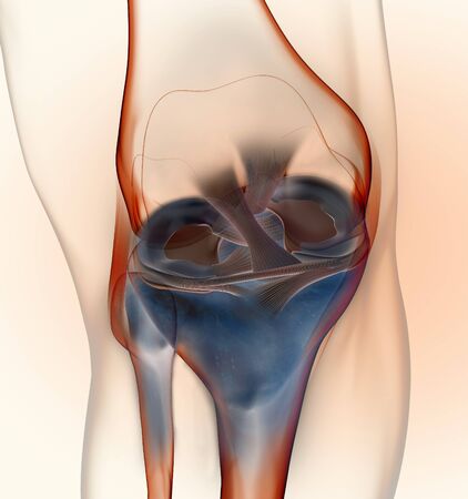 3D illustration showing knee joint with transparent femur and articular capsule, menisci and ligaments on blue backgoundの写真素材