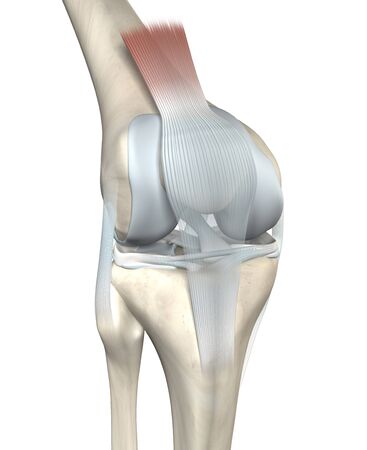 3D illustration showing anatomy of a knee joint with femur, fibula and articular capsule, menisci and ligamentsの写真素材
