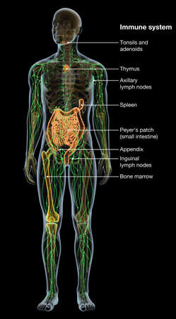 Illustration showing parts of the human immune systemの写真素材
