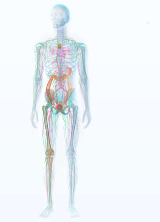 3D illustration showing human immune system of a man with adenoids, tonsils, axillary lymph nodes, bone marrow, appendix, intestine, bladder and spleenの写真素材