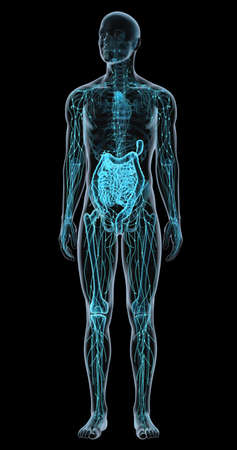 Illustration showing parts of the human immune systemの写真素材