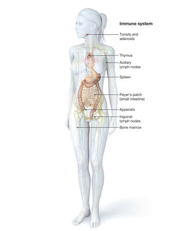 Illustration showing parts of the human immune systemの写真素材