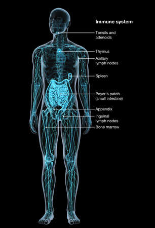 Illustration showing parts of the human immune systemの写真素材