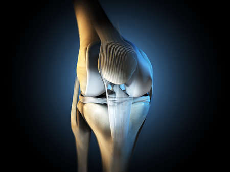 3D illustration showing knee joint with ligaments, meniscus, articular cartilage, fibula and tibia.の写真素材