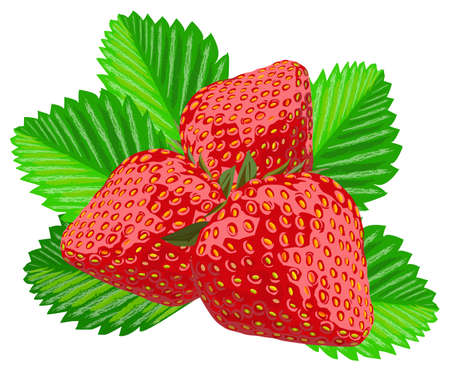 Three strawberries with leaves, vector illustration, isolated on white, all objects on separate layersのイラスト素材