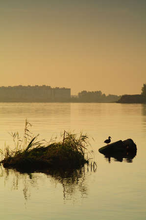 duck on a stoneの写真素材