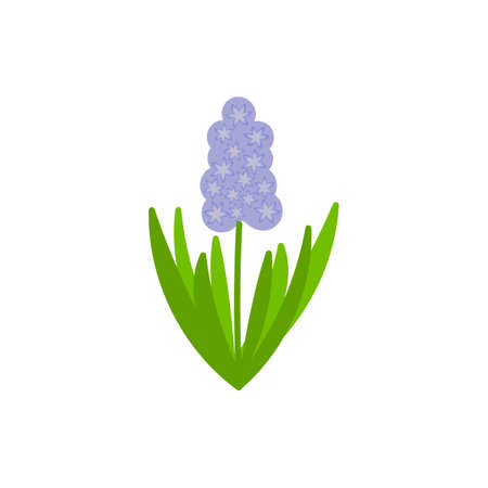 Vector Hyacinth flower in blue, green leaves isolated on a white background. Hand drawn bulbous plant in flat style. Spring flowerのイラスト素材