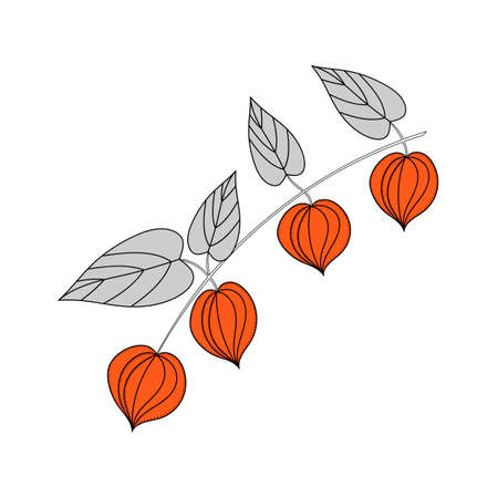 Physalis branches, hand-drawn vector illustration . Isolated Winter cherry on a white background.のイラスト素材
