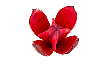 close up of red wooden flower on white backgroundの写真素材