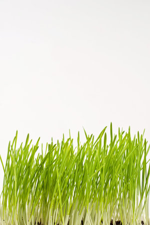 fresh green spring wheat  isolated on white background