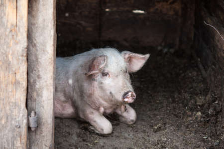 Dirty pig in the old barnの写真素材