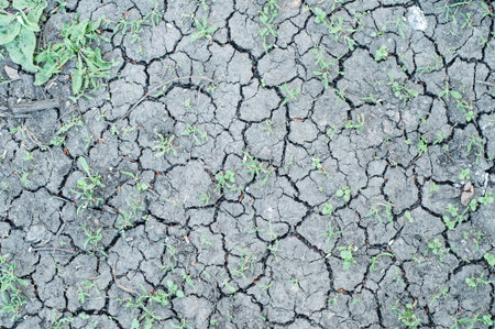 fragment of cracked dry land with green grasses between, new life concept