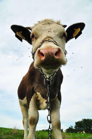 Closeup of cow with chain over her snout on the fieldの写真素材
