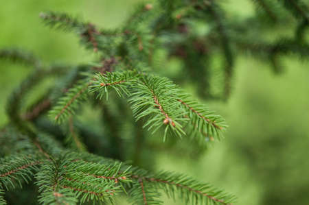 Closeup of pine needles with a shallow depth of fieldの写真素材