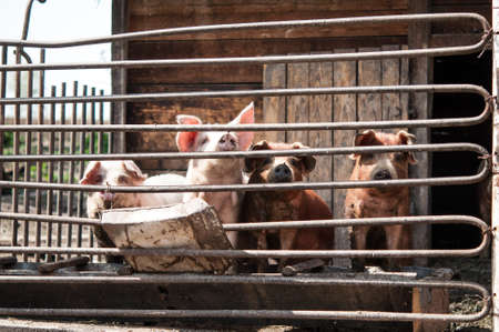 Pigs in cage at the farmの写真素材