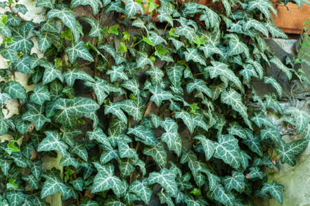 the climbing fig on the wallの写真素材