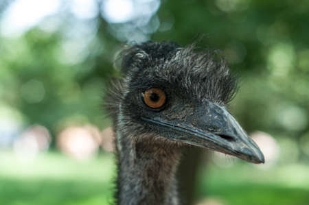 close up of ostrich headの写真素材