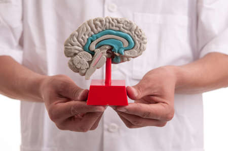 Young doctor with brain model in his handsの写真素材
