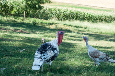 turkey on the farm, in green grass
