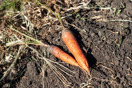 Garden carrots, freshly dugの写真素材