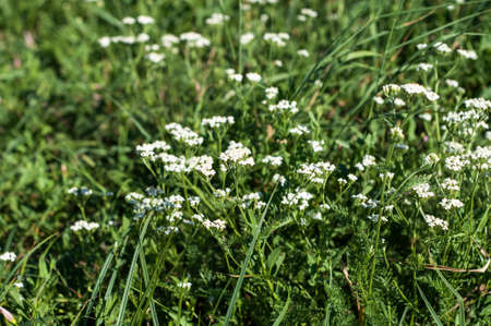 white Achillea Millefolium in the fieldの写真素材