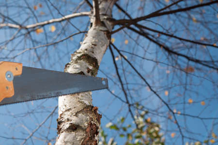 man cutting the branch of a tree with a sawの写真素材