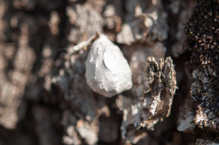 Butterfly cocoons hanging on a treeの写真素材