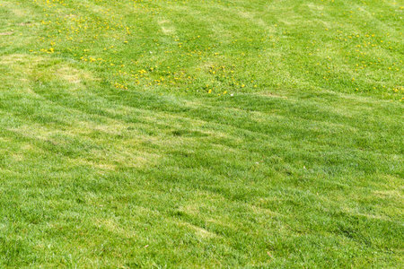 Fresh natural lawn grass