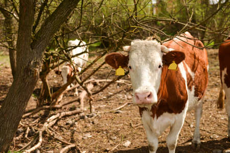 Cattle in a dry meadow. one of them is looking at the cameraの写真素材