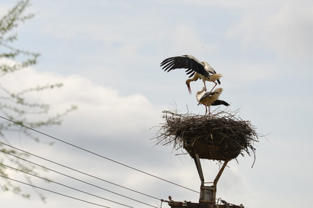 Pair of two white storks in the nest on a lamppost