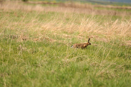 afraid hare running across a meadow