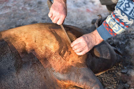 traditional home removal hair from slaughtered pigsの写真素材