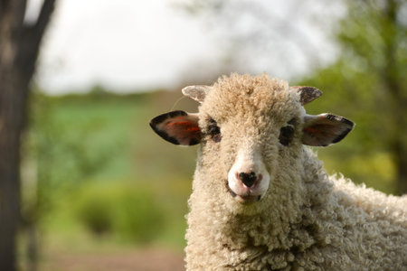 Clumsy lamb standing on grass and looking at camera