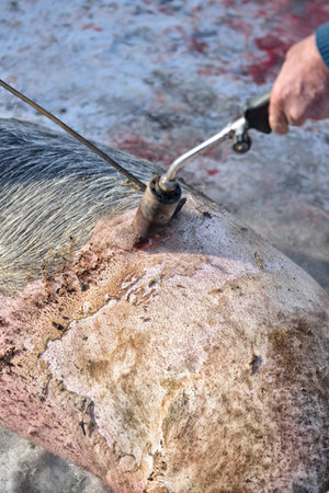 Detail of traditional removal hair from slaughtered pig. Burning the hair off with flameの写真素材