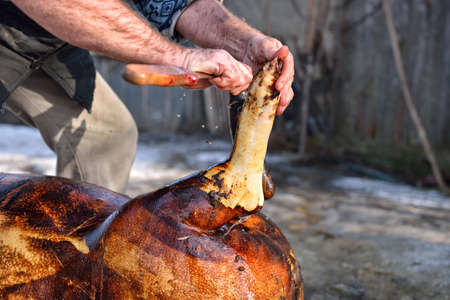 Burned hair cleaning on a slaughter pig in a rural area. Detail of a leg of a pigの写真素材