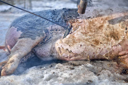 Detail of traditional removal hair from slaughtered pig. Burning the hair off with flameの写真素材