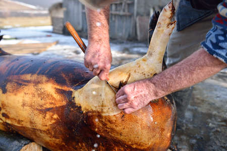 Burned hair cleaning on a slaughter pig in a rural area. Detail of a leg of a pigの写真素材
