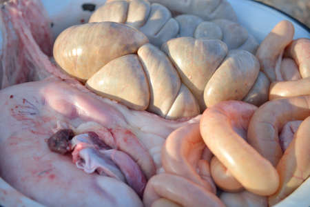 Detail of internal organs of pigの写真素材