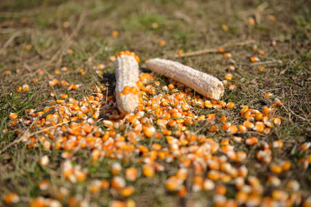 corn with loose seeds on green grassの写真素材
