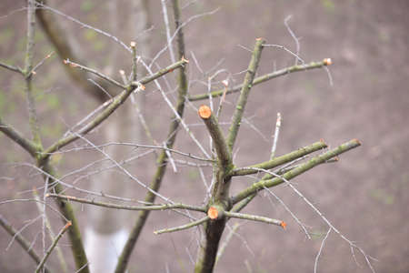 Trees set with branches cut. Spring cleaning of the dry branches and agedの写真素材