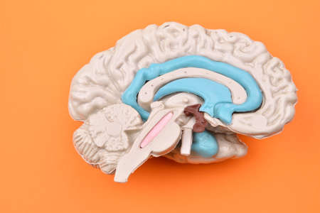 3D human brain model from external on orange backgroundの写真素材