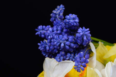 Bouquet of blue Grape Hyacinth, Muscari armeniacum flowers and yellow daffodils with strong contrast on black background. Spring time nature detailの写真素材