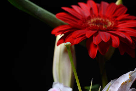 Picture of red daisy gerbera flower on black background. Lights and shadows. Selective focus. Spring time nature detailの写真素材