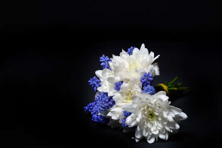 Close up of white chrysanthemum and blue grape hyacinth with dramatic lighting on dark background. Studio lights and shadowsの写真素材