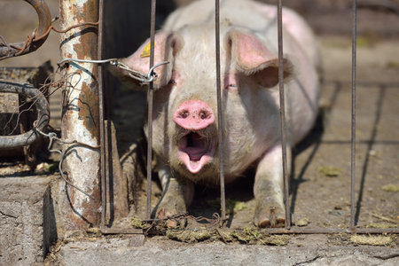 Picture of piglet asleep yawning behind metal cage tied with wire at a farm in a sunny summer day....